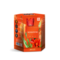 Тюльпаны Салют купить в Енисейске | enisejsk.salutsklad.ru